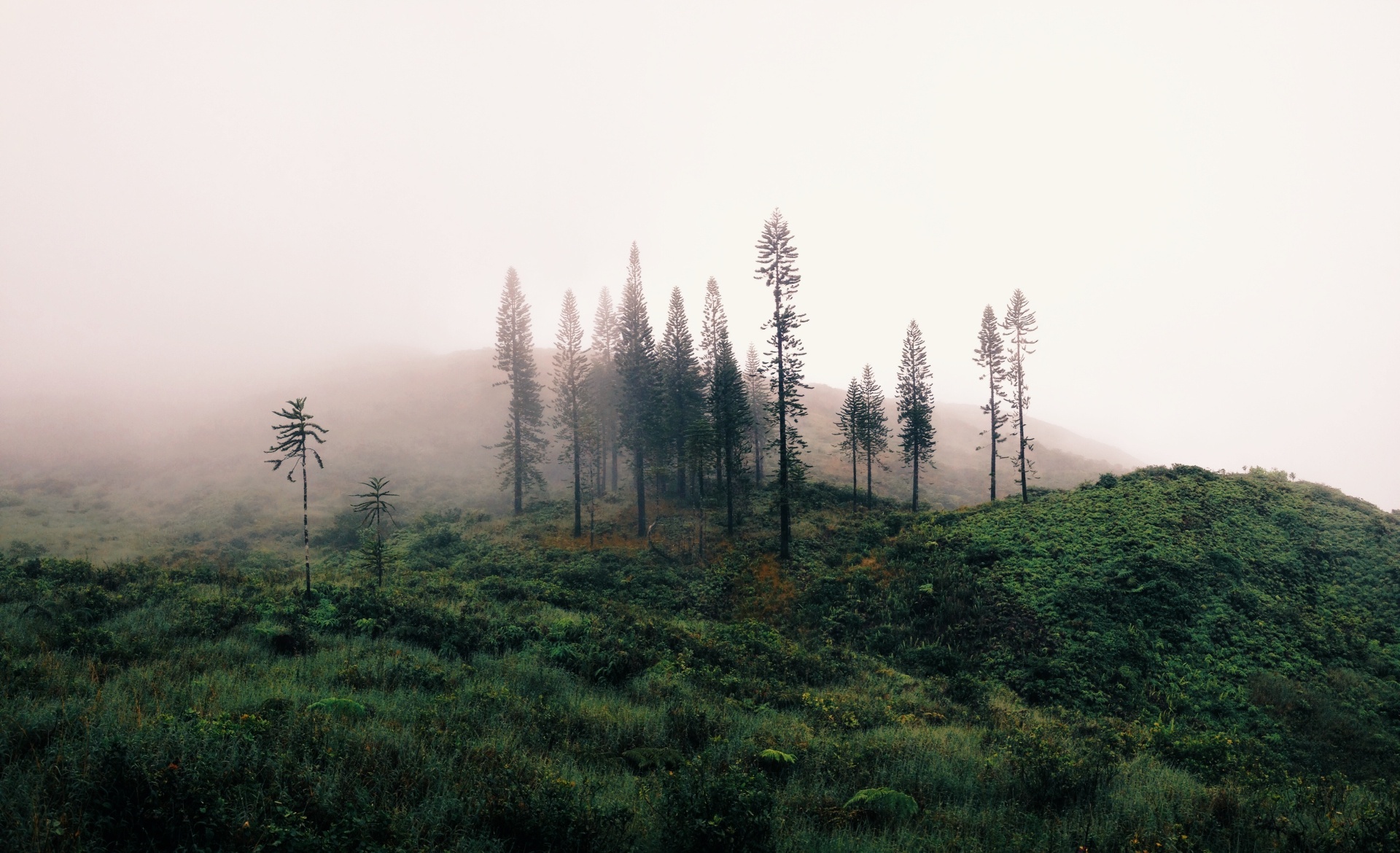 Hawaii trees